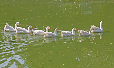 Image showing Geese 