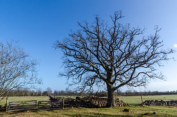 Image showing Old wide oak tree in a rural landscape