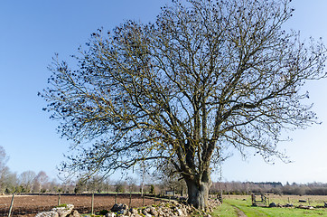 Image showing Wide and huge bare tree