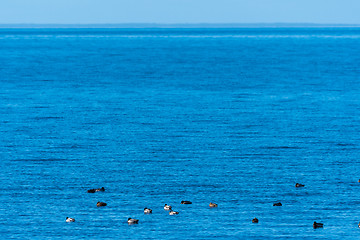 Image showing Blue sea with swimming ducks