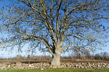 Image showing Big ash tree in a rural landscape