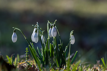 Image showing Springtime flowers