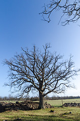 Image showing Big wide oak tree