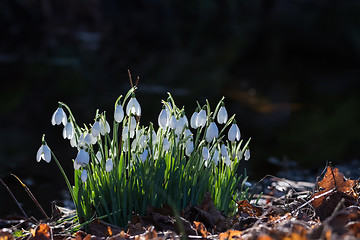 Image showing Snowdrops in backlight