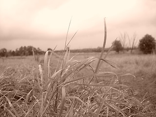 Image showing grass