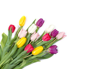 Image showing Tulips flowers background