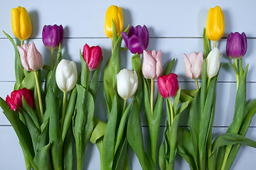 Image showing Tulips flowers background