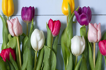 Image showing Tulips flowers background