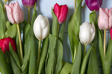 Image showing Tulips flowers background