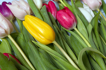 Image showing Tulips flowers background