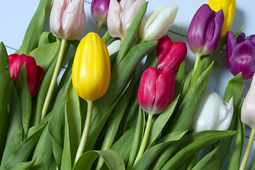 Image showing Tulips flowers background