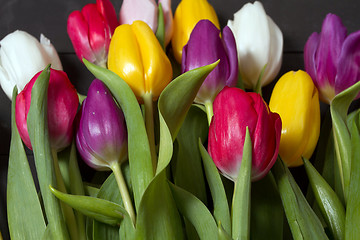 Image showing Tulips flowers background