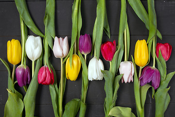 Image showing Tulips flowers background