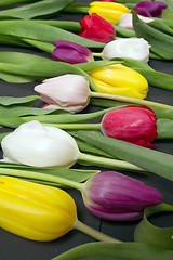 Image showing Tulips flowers background