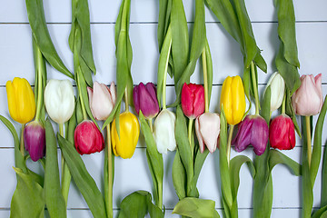 Image showing Tulips flowers background