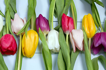 Image showing Tulips flowers background