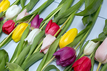 Image showing Tulips flowers background