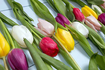 Image showing Tulips flowers background