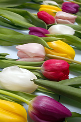 Image showing Tulips flowers background