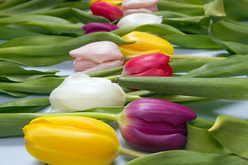 Image showing Tulips flowers background