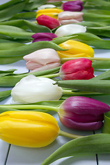 Image showing Tulips flowers background