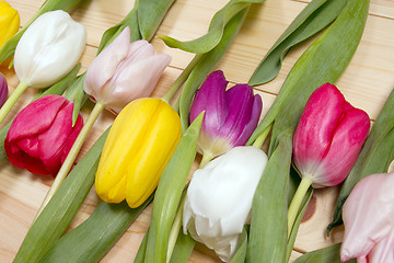 Image showing Tulips flowers background