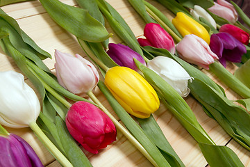 Image showing Tulips flowers background