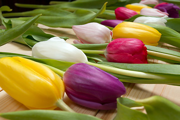 Image showing Tulips flowers background