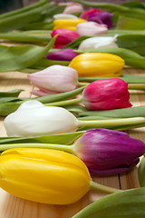 Image showing Tulips flowers background