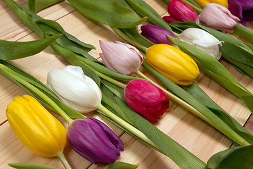 Image showing Tulips flowers background