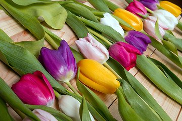 Image showing Tulips flowers background