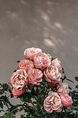 Image showing Pink antique roses in the urban garden