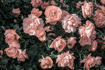 Image showing Pastel pink roses in the garden