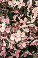 Image showing Pink hortensia flowers in the garden