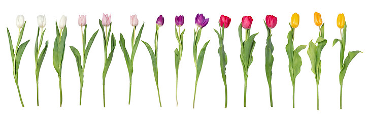 Image showing Tulips flowers isolated on white background