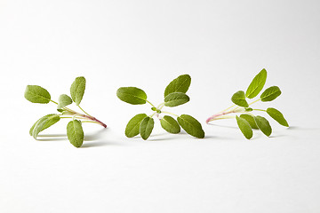 Image showing Green leaf pattern from fresh twigs of salvia plants.