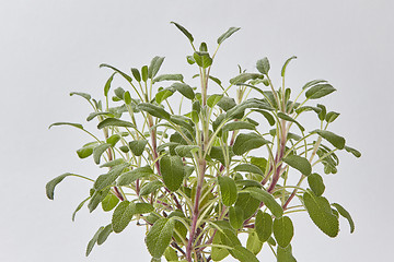 Image showing Fresh herbal bouquet from green branches of salvia plant.