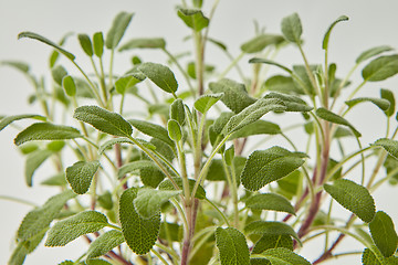 Image showing Close-up view of fresh natural salvia plant branches.