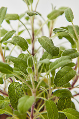 Image showing Macro view of green twigs of salvia plant with leaf structure.