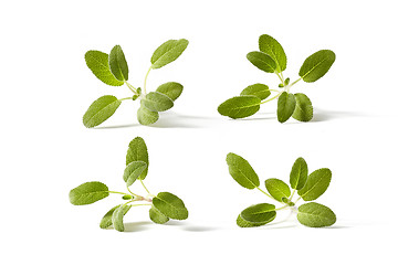 Image showing Square plant pattern from branches of green salvia plants.