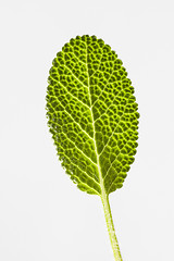 Image showing Close-up of fresh green salvia leaf with structure.