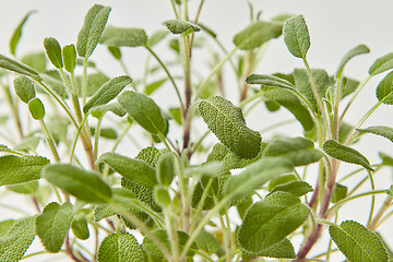 Image showing Natural herbal background from green leaves of salvia plant.