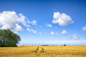 Image showing Landscape with tracks in golden fields