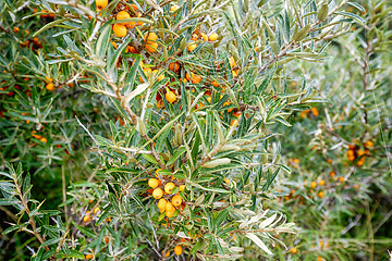 Image showing Buckthorn bush with healthy yellow cherry berries