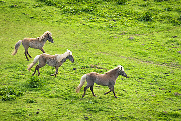 Image showing Three grey horses running wild on a green meadow