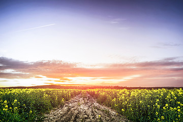 Image showing Sunset over a canola field in the summer