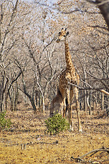 Image showing Giraffe calf feeding from the mother