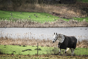 Image showing White horse in clothes walking close to a lake