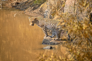 Image showing Leopard looking for fish in a waterhole