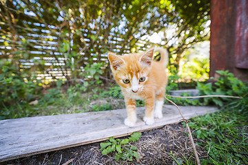 Image showing Cute kitten in orange color walking around